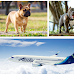 Does Alaska Airlines Allow Pit Bulls and French Bulldogs?